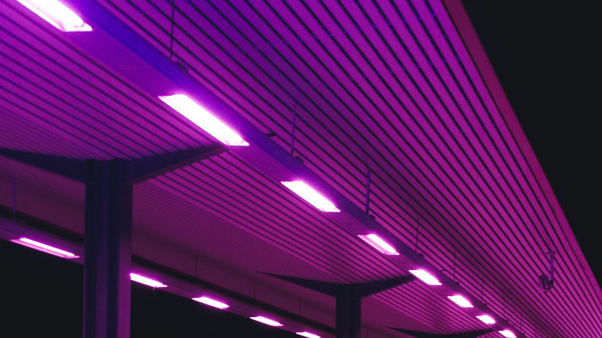 Purple neon street lights up close.