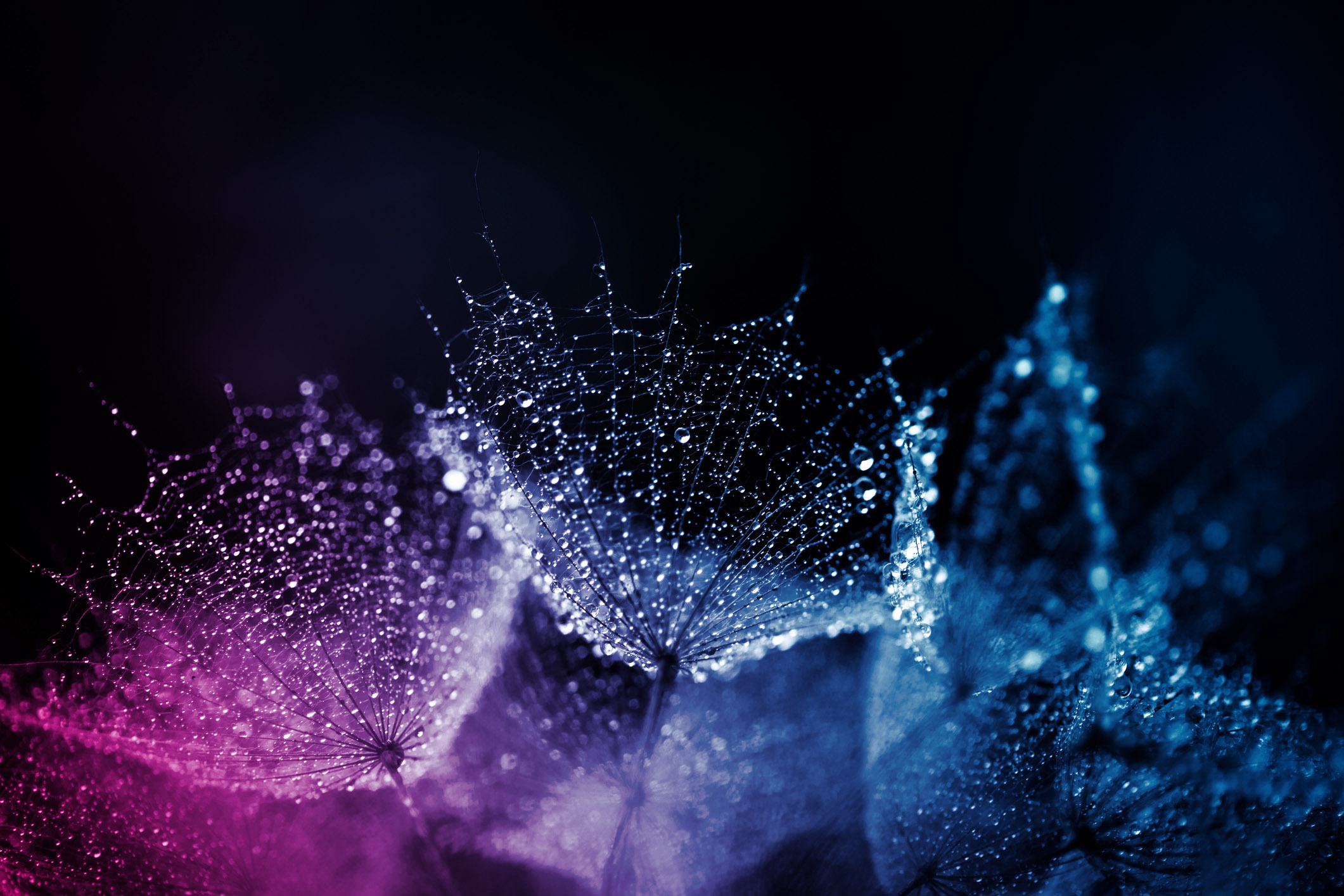 Purple and blue flowers in black background
