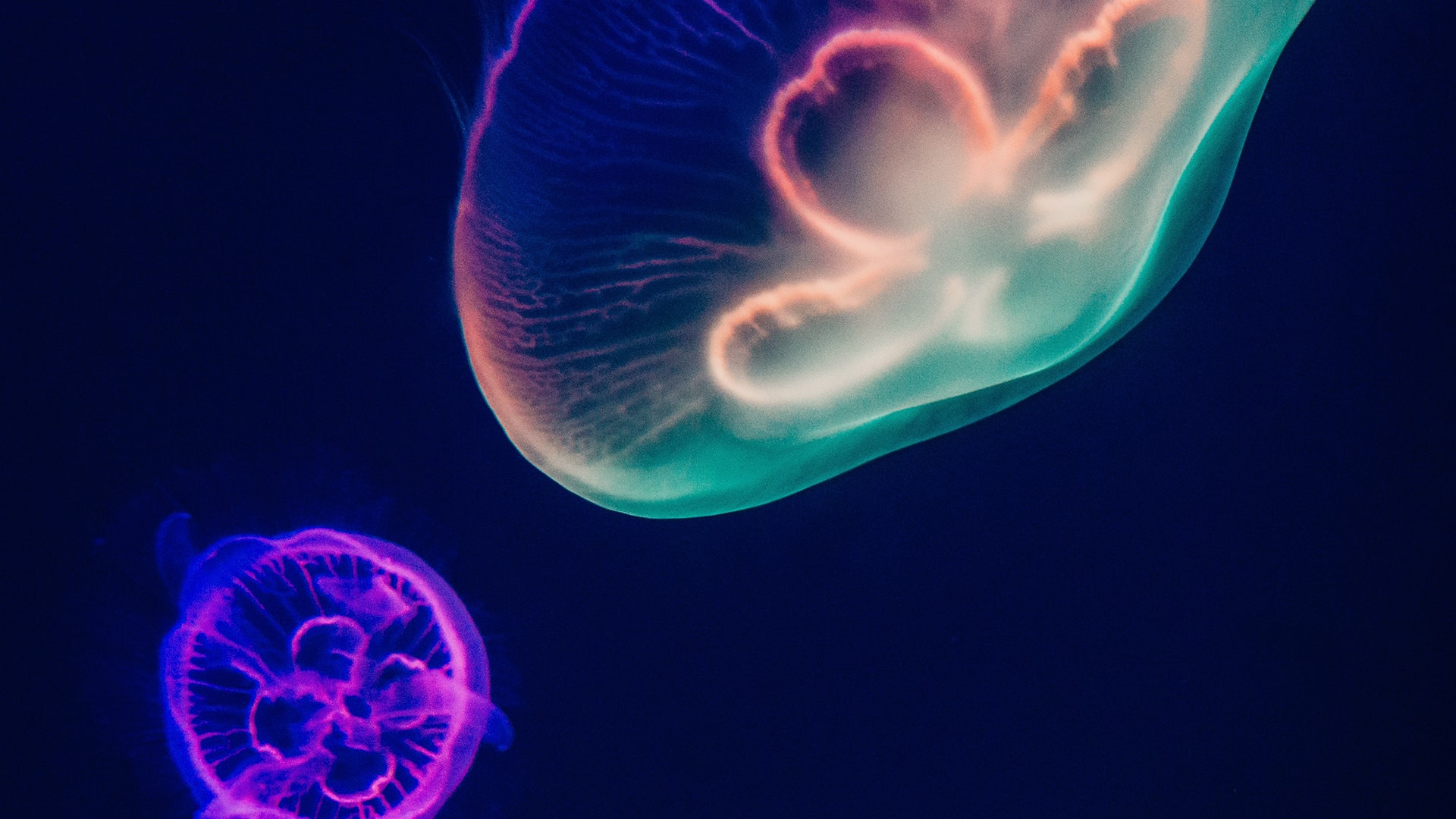 Two purple jellyfish swimming in black water